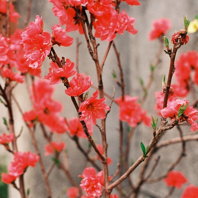 Pecqueur のカバー写真