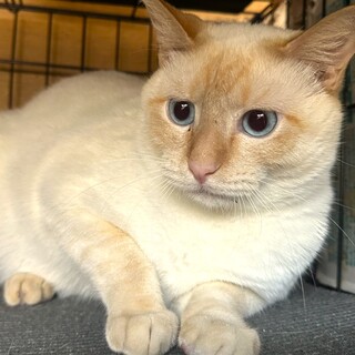 【募集停止中】超もちもち人間大好き笹かま猫ニャアン