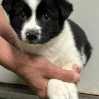 ※優先期間内にお迎え下さい　3月18日迄