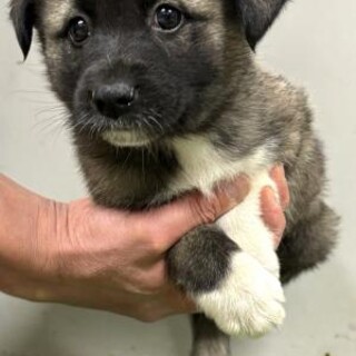 ※優先期間内にお迎え下さい　3月18日迄