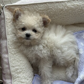 【急募】ポメプー 3ヶ月 メス