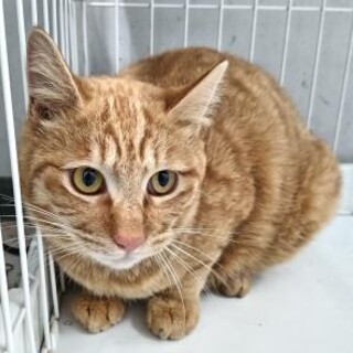 元飼い猫でも処分対象　収容期限3月19日迄