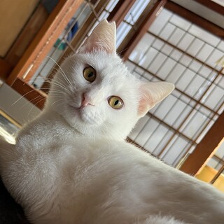 元気いっぱいレモンくん♪