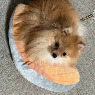 ポメラニアンオス、1歳1ヶ月です