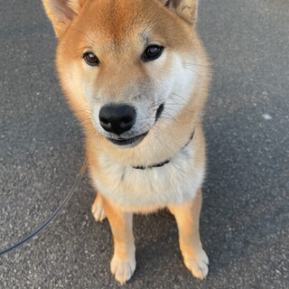 人懐っこい柴！　柴犬　子犬　オス　0歳7か月