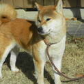 元気でおとなしい柴犬（1歳5カ月）オス
