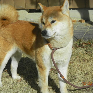 元気でおとなしい柴犬（1歳5カ月）オス