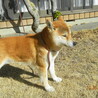 元気でおとなしい柴犬（1歳5カ月）オス サムネイル3