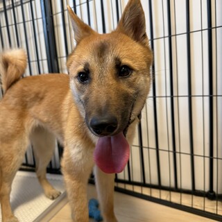 【おやつ大好き！困り顔が可愛い】リンちゃん