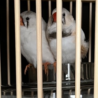 錦華鳥 キンカチョウ イザベラ オス