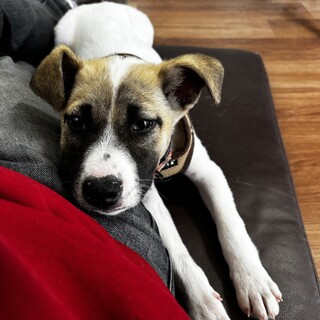 男性も女性も大好き！人懐こい仔犬