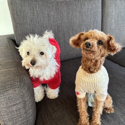 東京・品川区「犬の譲渡会」