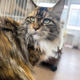 メインクーン 穏やかで人懐っこ性格の女の子。