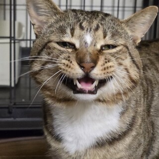 お膝大好き♡すっしりボディ♡さすけくん