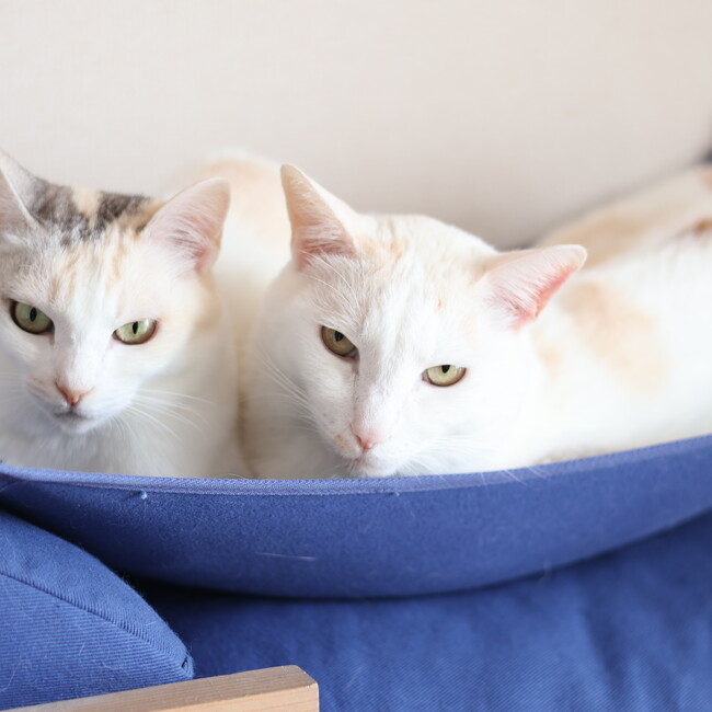 Wynterのカバー写真