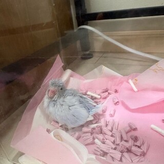 マメルリハインコ（中雛）の飼い主様を募集します