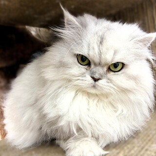 チンチラシルバー　かわいい女の子。