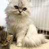 チンチラシルバー　かわいい女の子。 サムネイル6