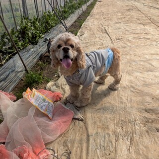 4歳のアメリカンコッカースパニエルで人懐っこいです