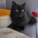飼い主に外に出されてしまった長毛の黒猫男子