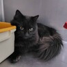 飼い主に外に出されてしまった長毛の黒猫男子 サムネイル2