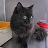 飼い主に外に出されてしまった長毛の黒猫男子 サムネイル3