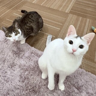 【4/19恵比寿】筋金入りの甘えん坊♪メロメロ必至