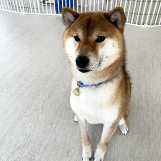 おちゃめ柴犬５歳♂