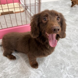 可愛すぎる笑顔で甘えん坊♪ へそ天ダックス★