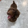 可愛すぎる笑顔で甘えん坊♪ へそ天ダックス★ サムネイル2