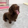 可愛すぎる笑顔で甘えん坊♪ へそ天ダックス★ サムネイル3