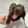 可愛すぎる笑顔で甘えん坊♪ へそ天ダックス★ サムネイル4