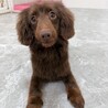 可愛すぎる笑顔で甘えん坊♪ へそ天ダックス★ サムネイル5