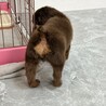 可愛すぎる笑顔で甘えん坊♪ へそ天ダックス★ サムネイル7