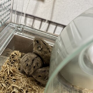 貴重なステップレミングです