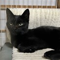 黒猫のおこげ君♪