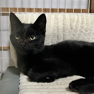 黒猫のおこげ君♪