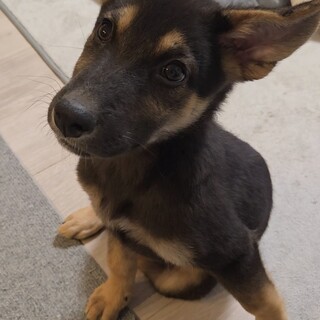 ツンデレカワイイいくら♂