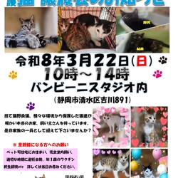 「にゃんのヒゲ」保護ニャンコの譲渡会ｂｙ静岡市清水区