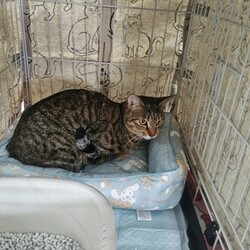 「にゃんのヒゲ」保護ニャンコの譲渡会ｂｙ静岡市清水区 サムネイル2