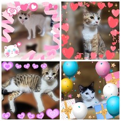 「にゃんのヒゲ」保護ニャンコの譲渡会ｂｙ静岡市清水区 サムネイル3