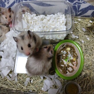 長毛ハムスター里親募集