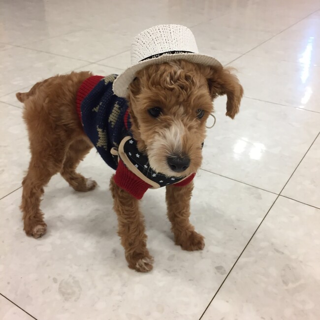 のら猫@のカバー写真