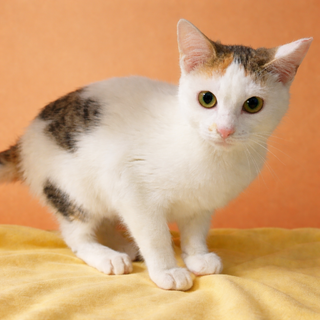 三毛の子猫『ひなちゃん』5カ月