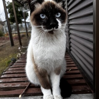 生後推定6か月　人なつこいかわいい女の子