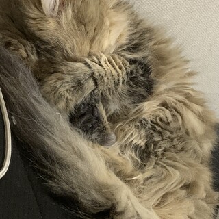 夫婦共に重度アレルギーになり、至急、助けて