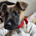 人懐こい！手足長く小顔のメイプルちゃん