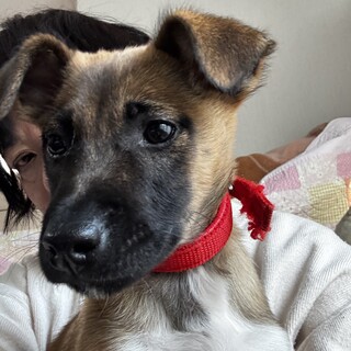 人懐こい！手足長く小顔のメイプルちゃん