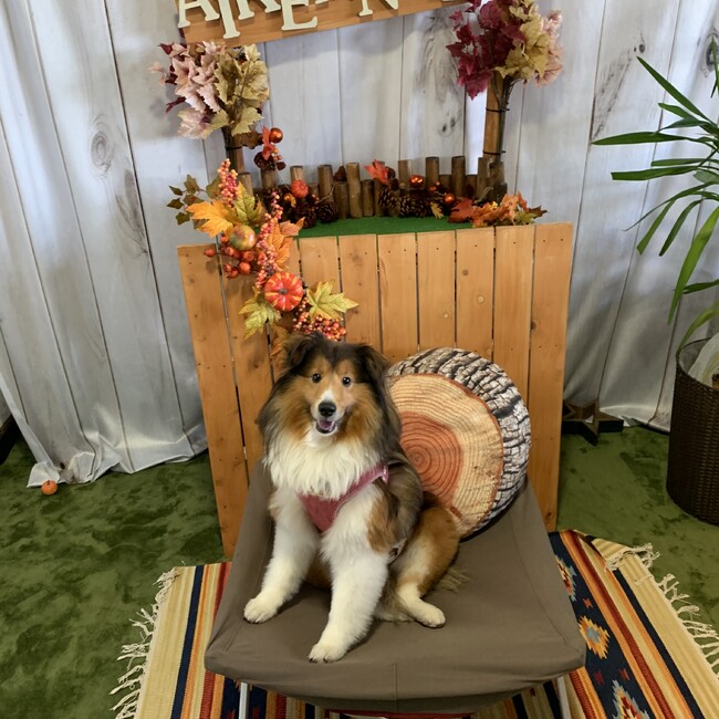 ＊ノエル＊のカバー写真