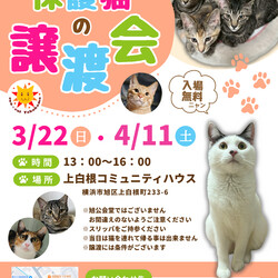 保護猫の譲渡会（横浜市旭区）